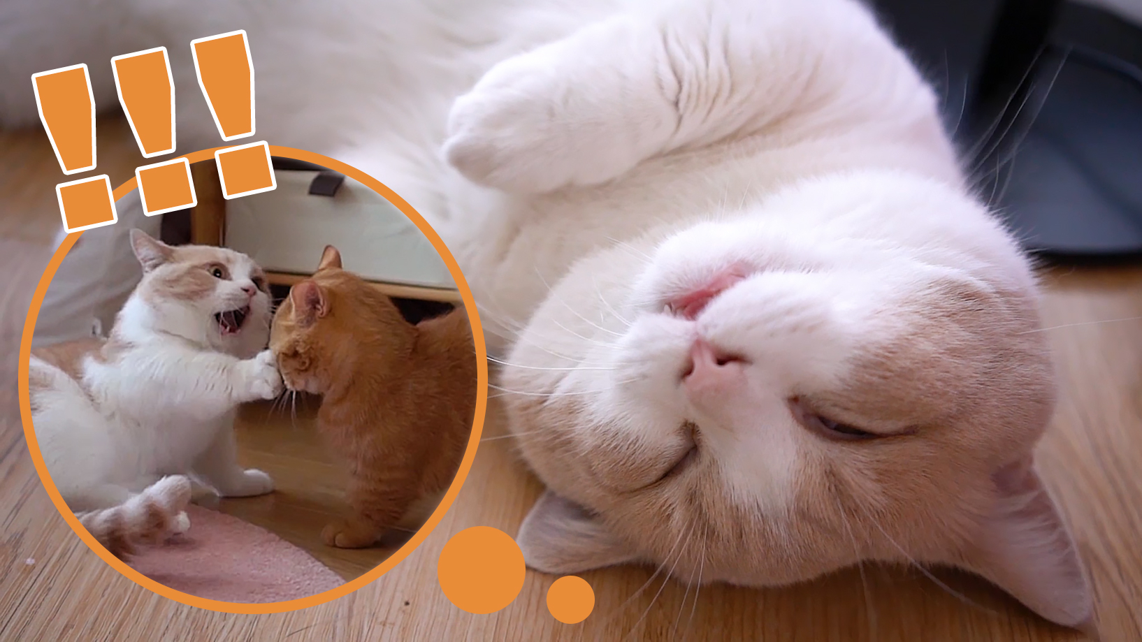 橘猪弟弟总抢食,哥哥气得做梦都在打架?爆笑!!!